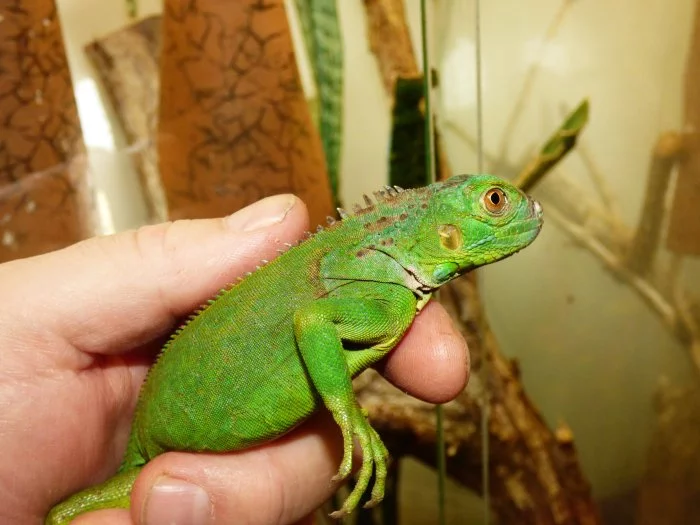 Leguán zelený (Iguana iguana)