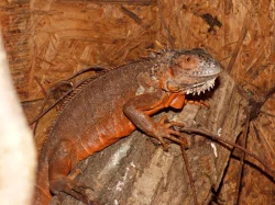 Leguán zelený (Iguana iguana)