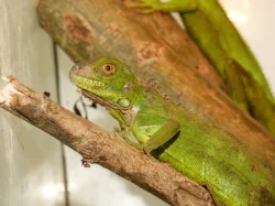 Leguán zelený (Iguana iguana)