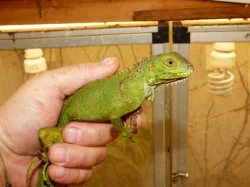 Leguán zelený (Iguana iguana)