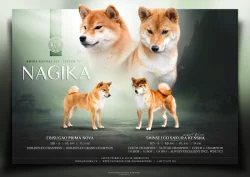 Pejsek a fenky shiba s PP FCI