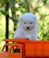 JALAPENO LA TORRE ROJA- samojed s FCI PP