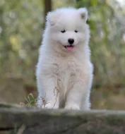 KAIDZU  LA TORRE ROJA- samojed s FCI PP