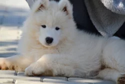 JALAPENO LA TORRE ROJA- samojed s FCI PP