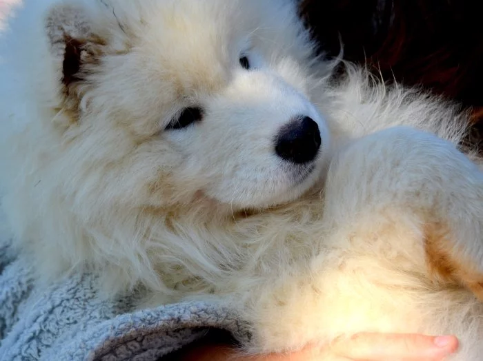 JALAPENO LA TORRE ROJA- samojed s FCI PP