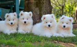 KAIDZU  LA TORRE ROJA- samojed s FCI PP