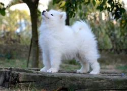 JALAPENO LA TORRE ROJA- samojed s FCI PP