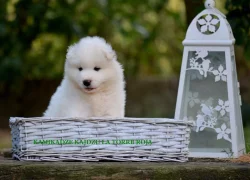 KAIDZU  LA TORRE ROJA- samojed s FCI PP