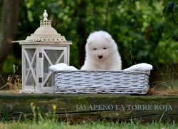 JALAPENO LA TORRE ROJA- samojed s FCI PP