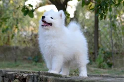 JALAPENO LA TORRE ROJA- samojed s FCI PP