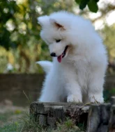 KAIDZU  LA TORRE ROJA- samojed s FCI PP