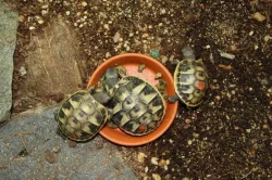 suchozemská Želva zelenavá (Testudo hermanni) - mláďata