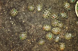 suchozemská Želva zelenavá (Testudo hermanni) - mláďata