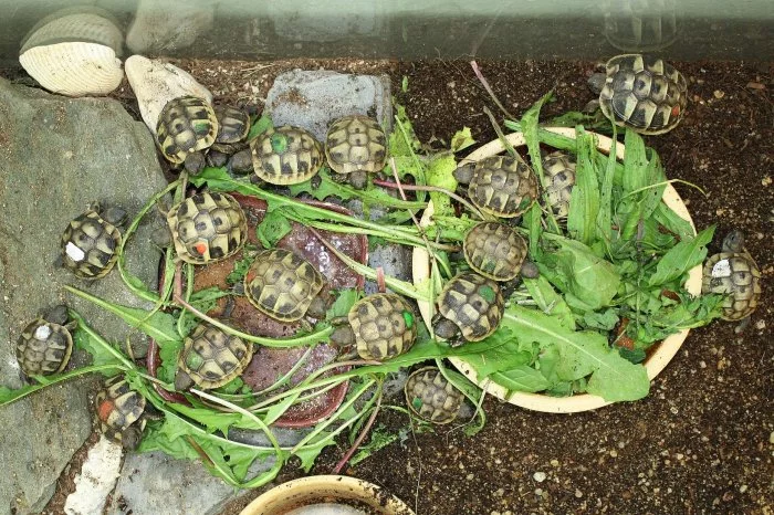 suchozemská Želva zelenavá (Testudo hermanni) - mláďata