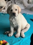 Labradorský retriever s PP