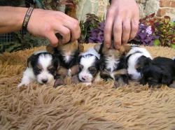 Biewer Yorkshire Terrier a Spaltbiewer štěňátka