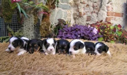 Biewer Yorkshire Terrier a Spaltbiewer štěňátka