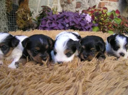 Biewer Yorkshire Terrier a Spaltbiewer štěňátka