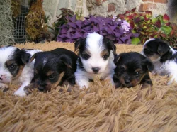 Biewer Yorkshire Terrier a Spaltbiewer štěňátka