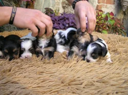 Biewer Yorkshire Terrier a Spaltbiewer štěňátka