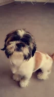 Pes Shih-tzu