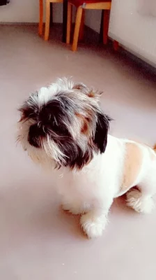 Pes Shih-tzu