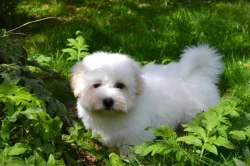 Benjaminek, coton de tulear s PP