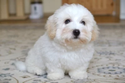 Benjaminek, coton de tulear s PP