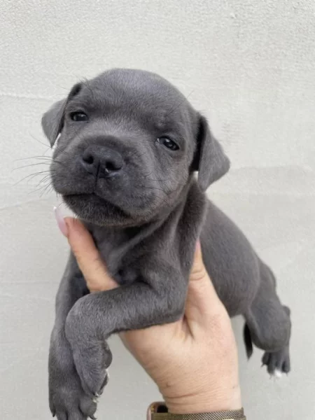 Staffordshire bull terrier