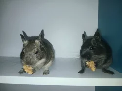 Osmáci Degu (samci)