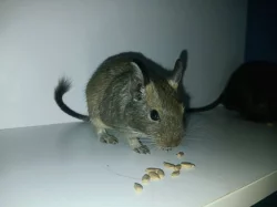 Osmáci Degu (samci)