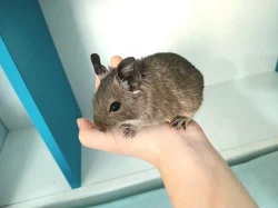 Osmáci Degu (samci)