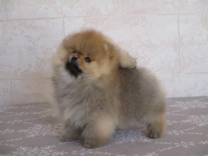 Pomeranian