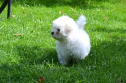 Budulínek,  coton de tulear s PP