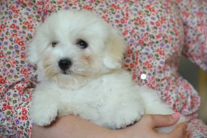 Budulínek,  coton de tulear s PP