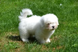 Budulínek,  coton de tulear s PP