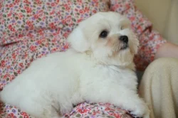 Budulínek,  coton de tulear s PP