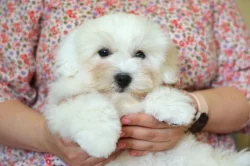 Budulínek,  coton de tulear s PP