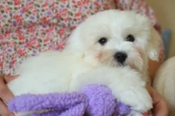 Budulínek,  coton de tulear s PP