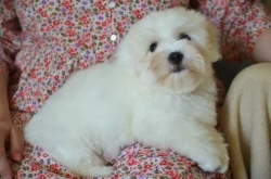 Budulínek,  coton de tulear s PP