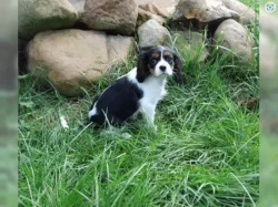 Cavalier King Charles Spaniel