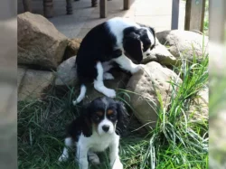 Cavalier King Charles Spaniel