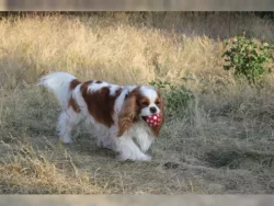 Cavalier King Charles Spaniel