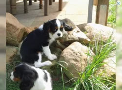 Cavalier King Charles Spaniel