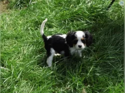 Cavalier King Charles Spaniel