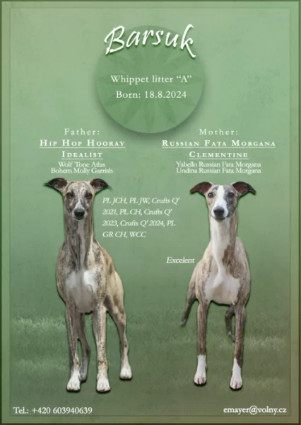 Whippet - vipet