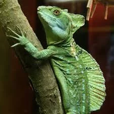 basiliscus plumifrons