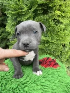 Staffordshire bull terrier  s PP