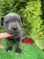 Staffordshire bull terrier  s PP