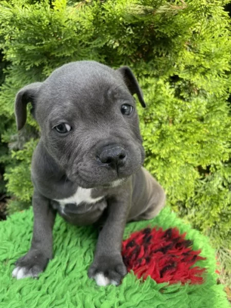 Staffordshire bull terrier  s PP